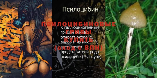 прущие грибы Новодвинск
