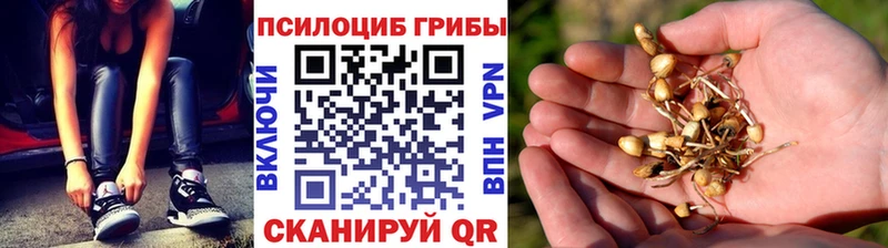 Псилоцибиновые грибы MAGIC MUSHROOMS  Каргат 